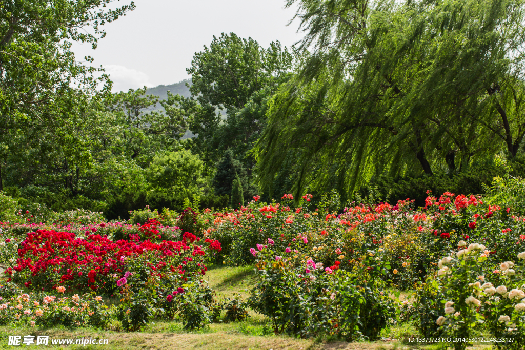 月季花園