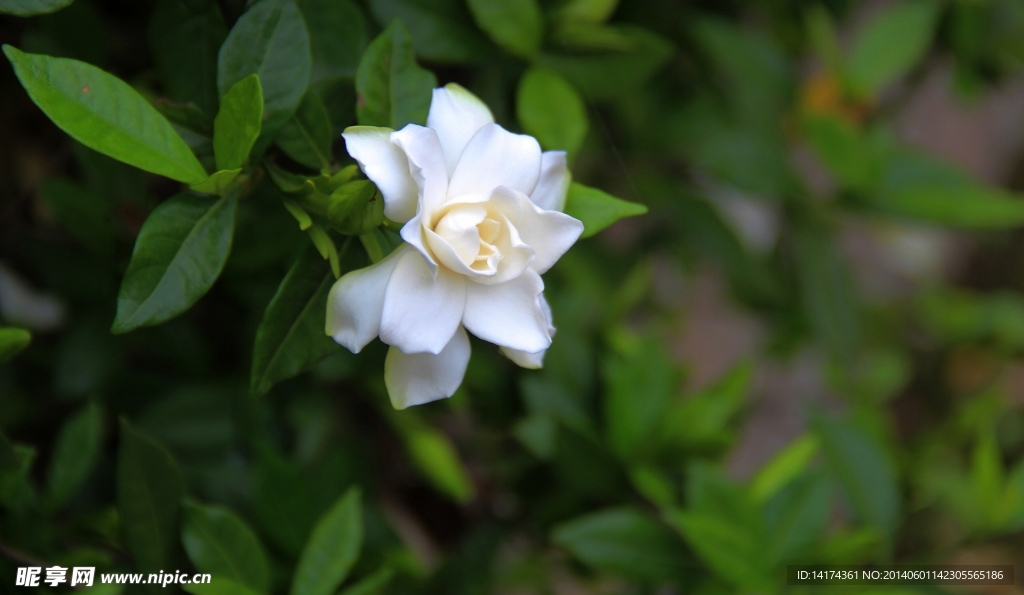 梔子花開(kāi)