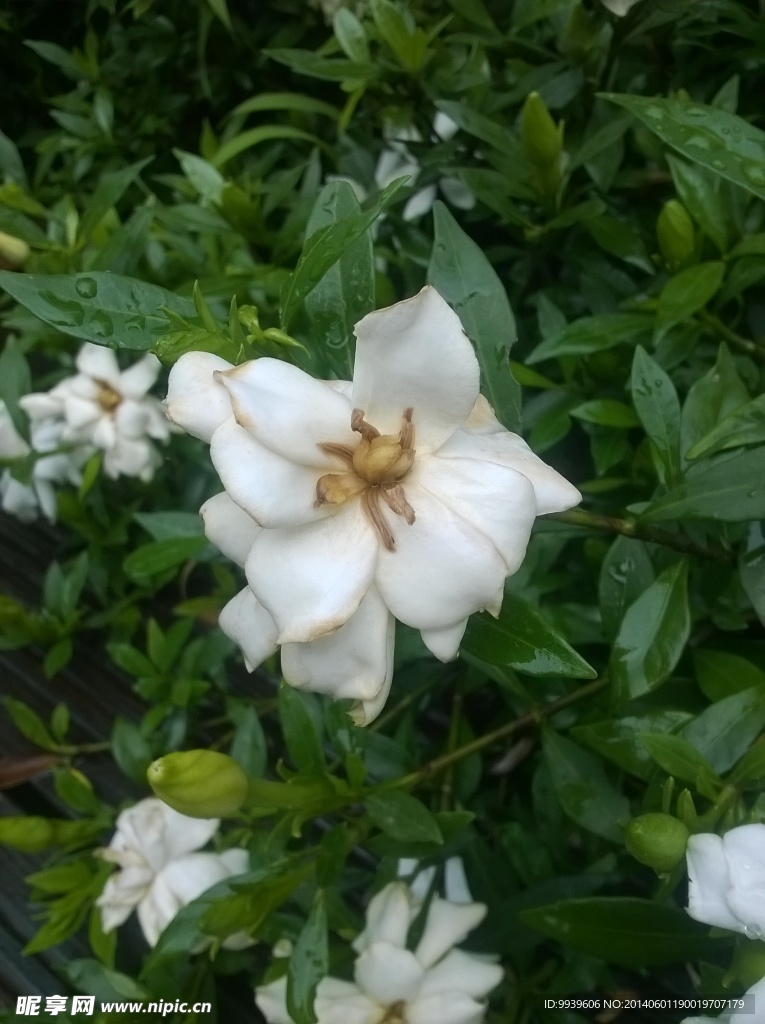 梔子花