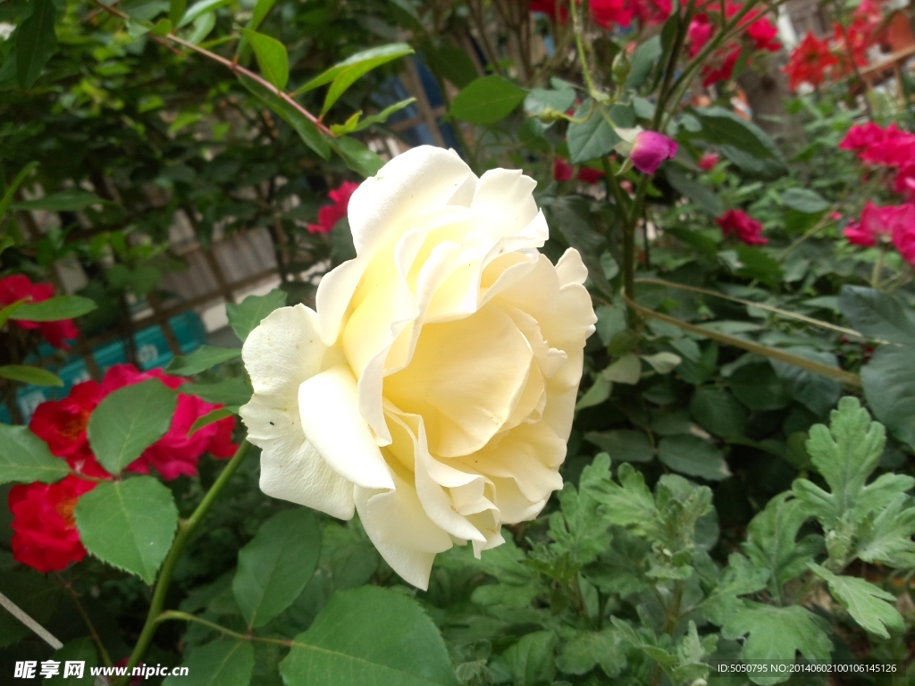 白色月季花