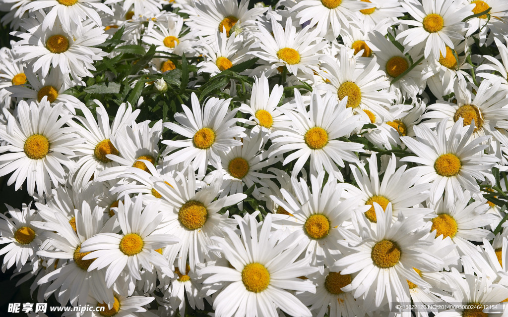 白花