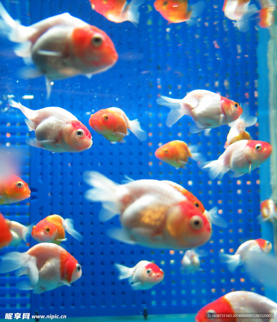 金魚