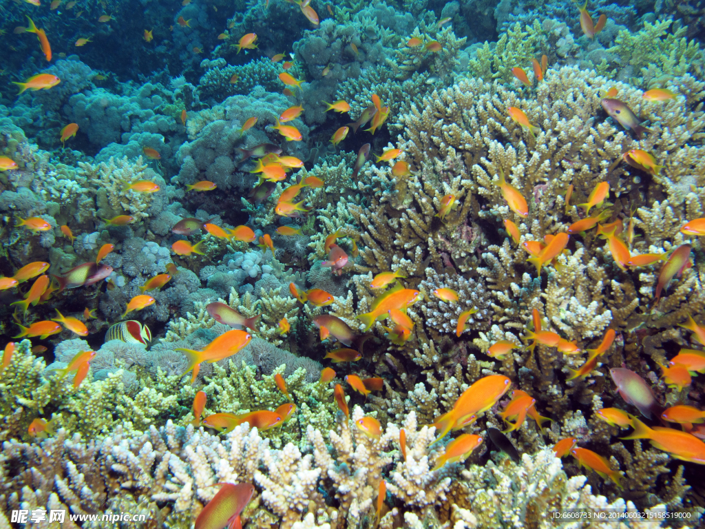 海洋生物海底世界