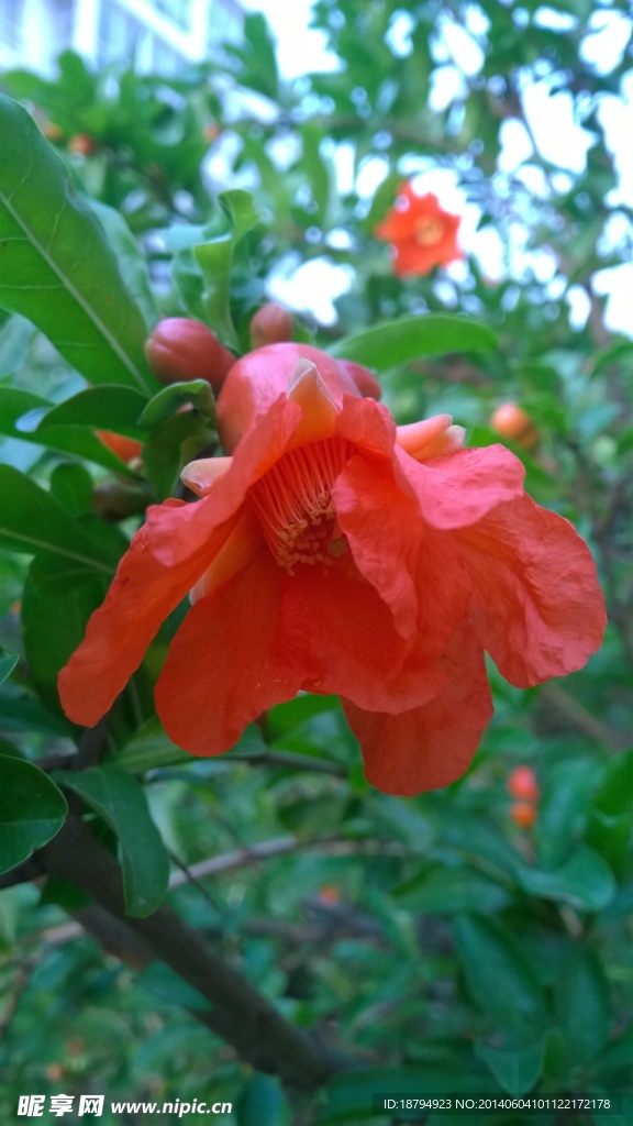 石榴花開