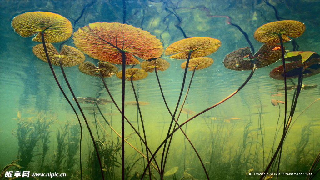 水生植物