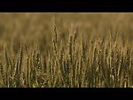 小麦成熟特写视频素材
