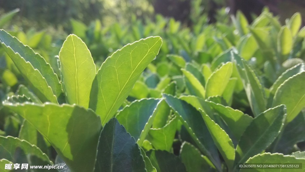 綠葉 黃楊