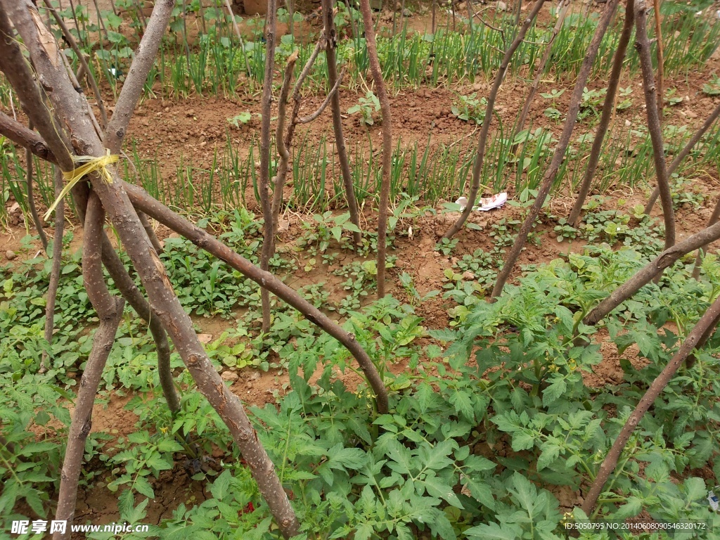 農家菜園
