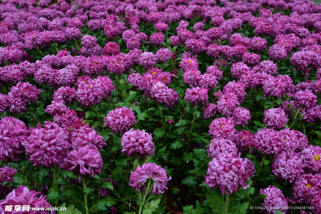 菊花