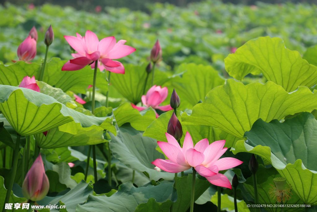 荷花荷葉