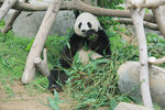 大熊猫摄影