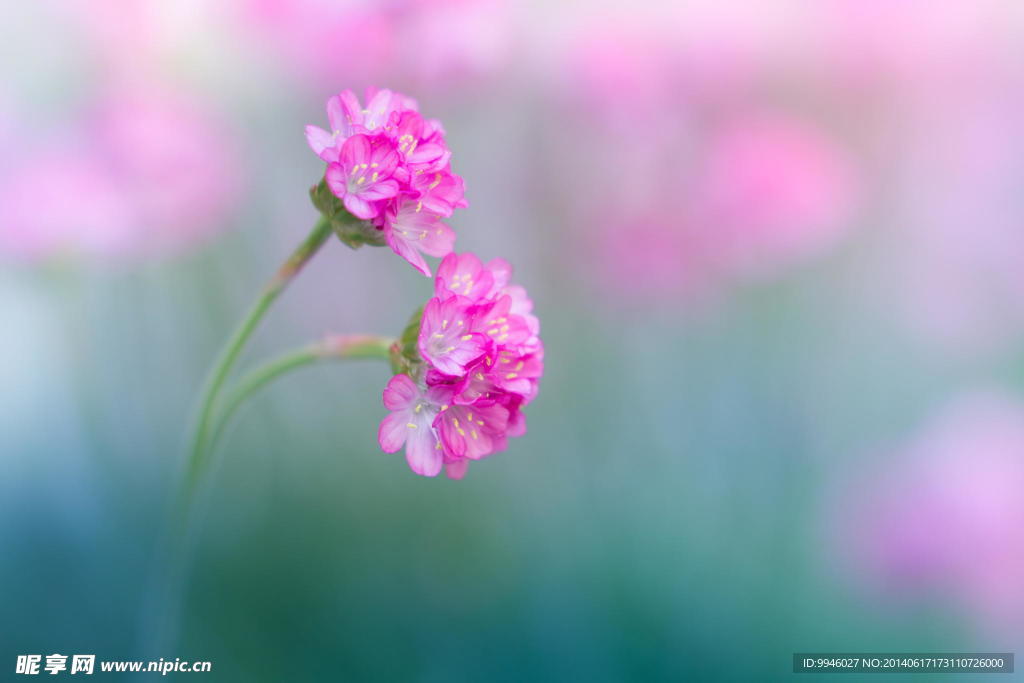 鮮花