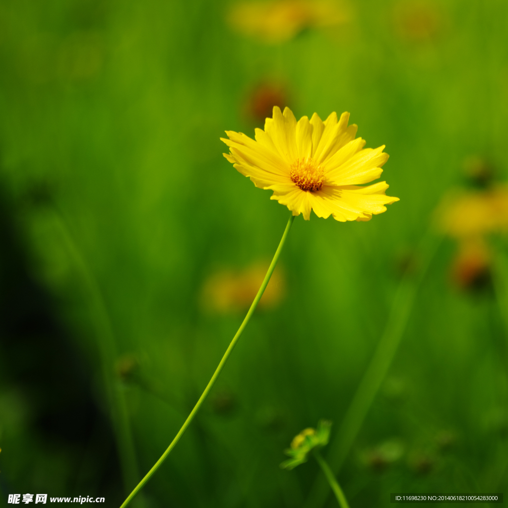 黃花