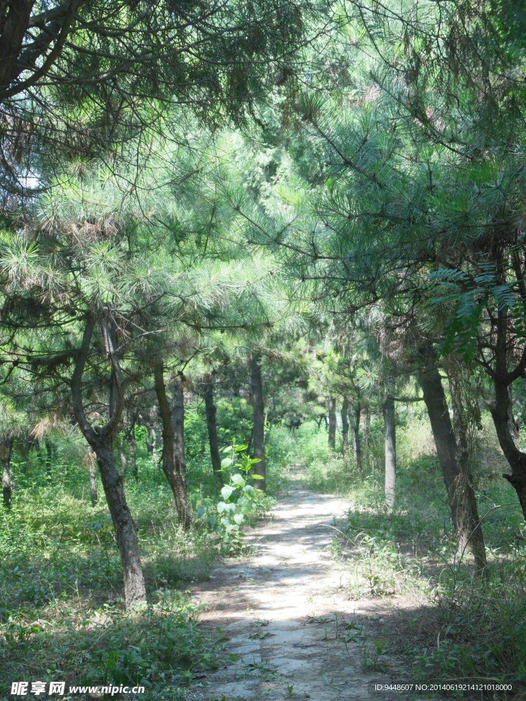 叢林小路