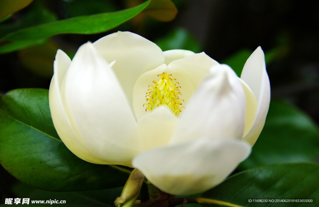 花蕊
