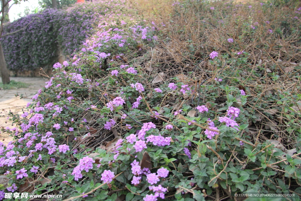 田園風光