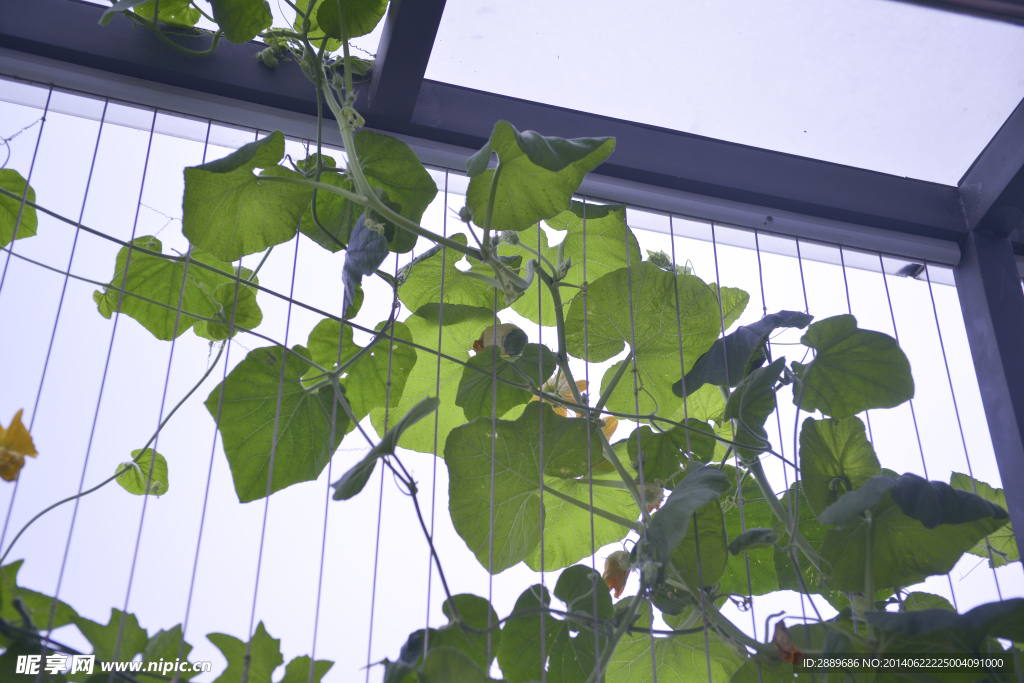 藤蔓植物
