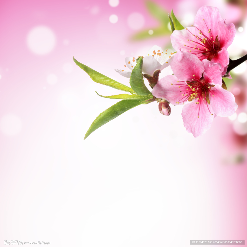 唯美桃花