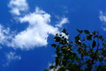 蓝天 白云 大树