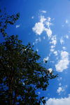蓝天 白云 柿子树