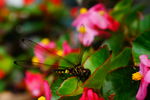 蜻蜓 海棠花
