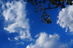 蓝天 白云 树影