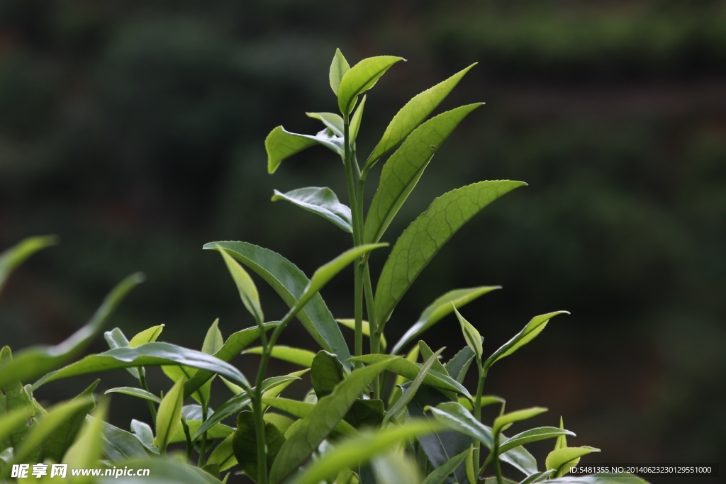 鳳凰單樅茶 茶樹 桂花