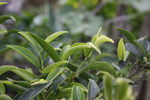 凤凰单枞茶 茶树 锯朵
