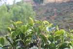 茶园  茶叶 普洱茶树