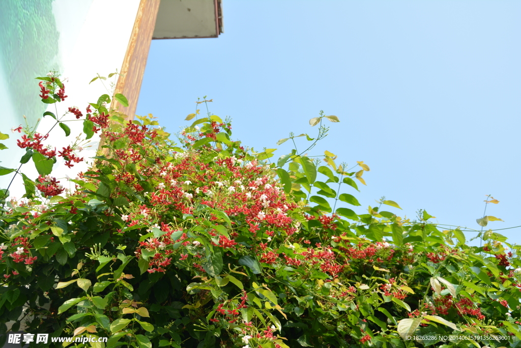 君子花