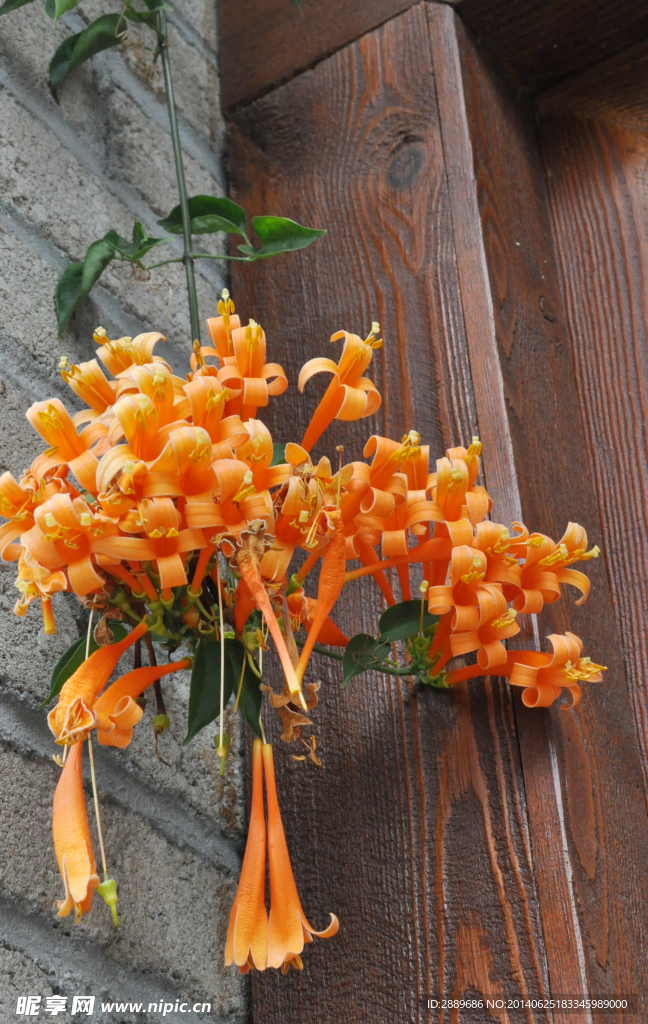 爆杖花