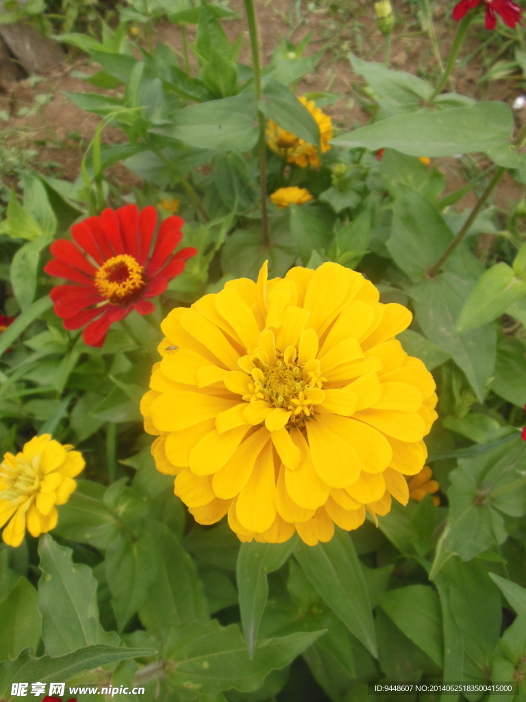 六月菊