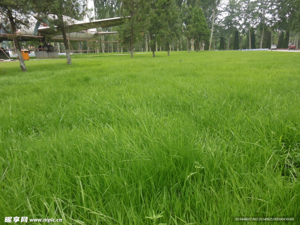 綠色草地