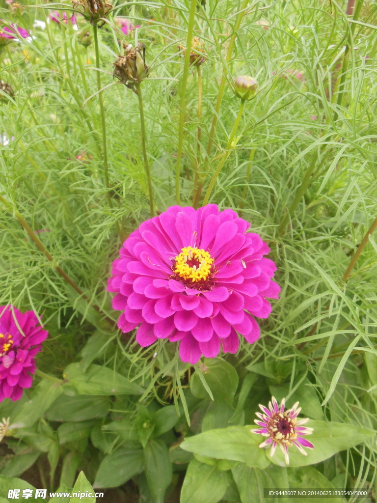 六月菊
