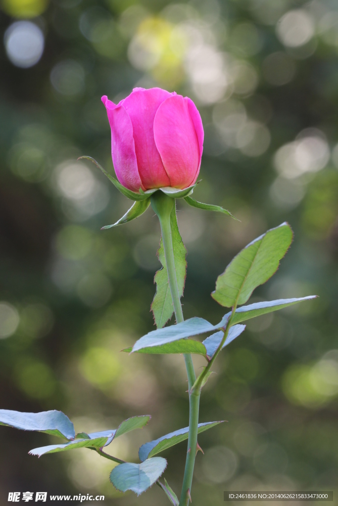 粉色月季花