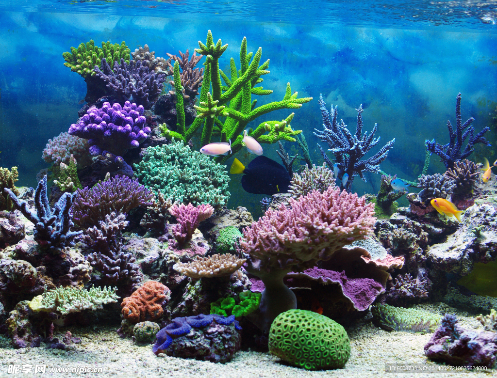 海底世界 海魚