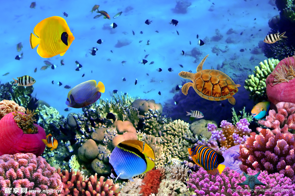 海底世界 海魚