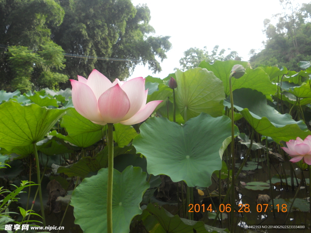 蓮花  荷