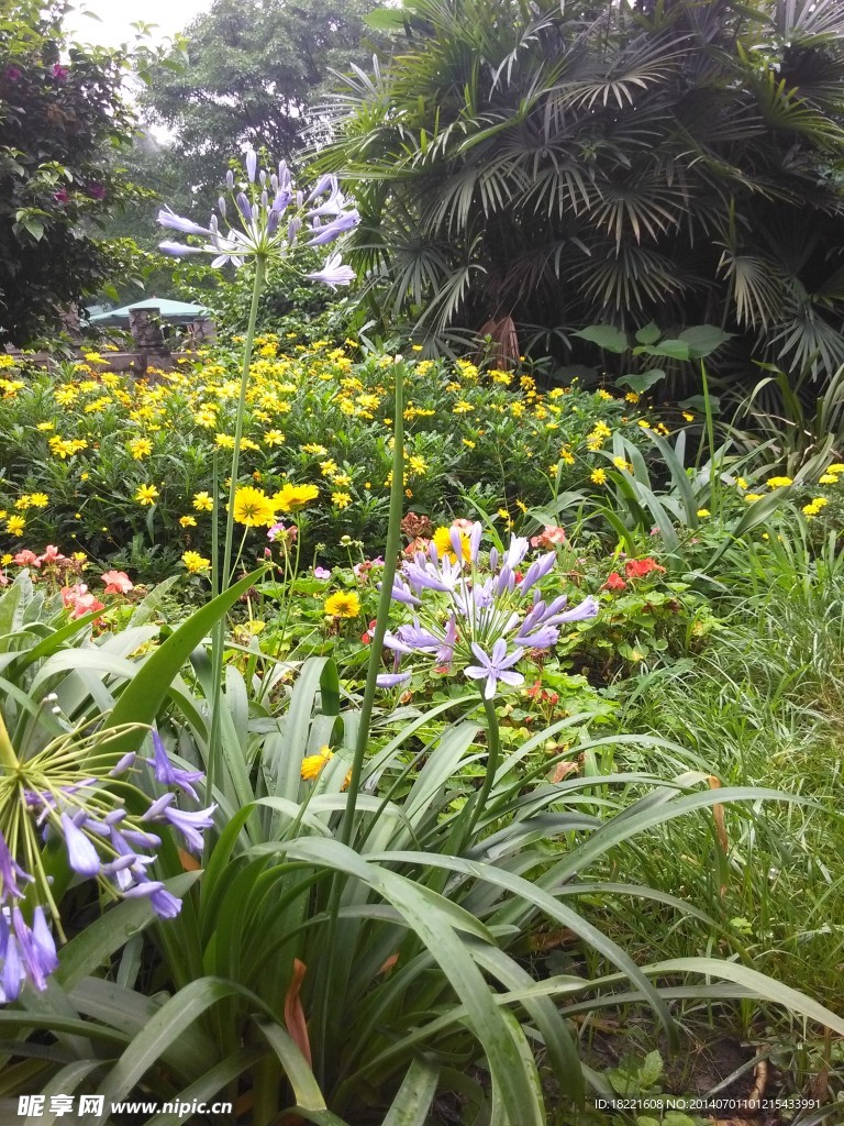 紫色小花