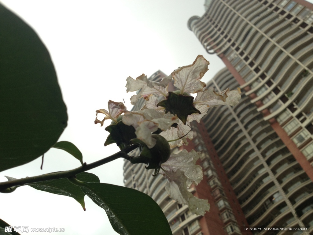 花上的建筑物