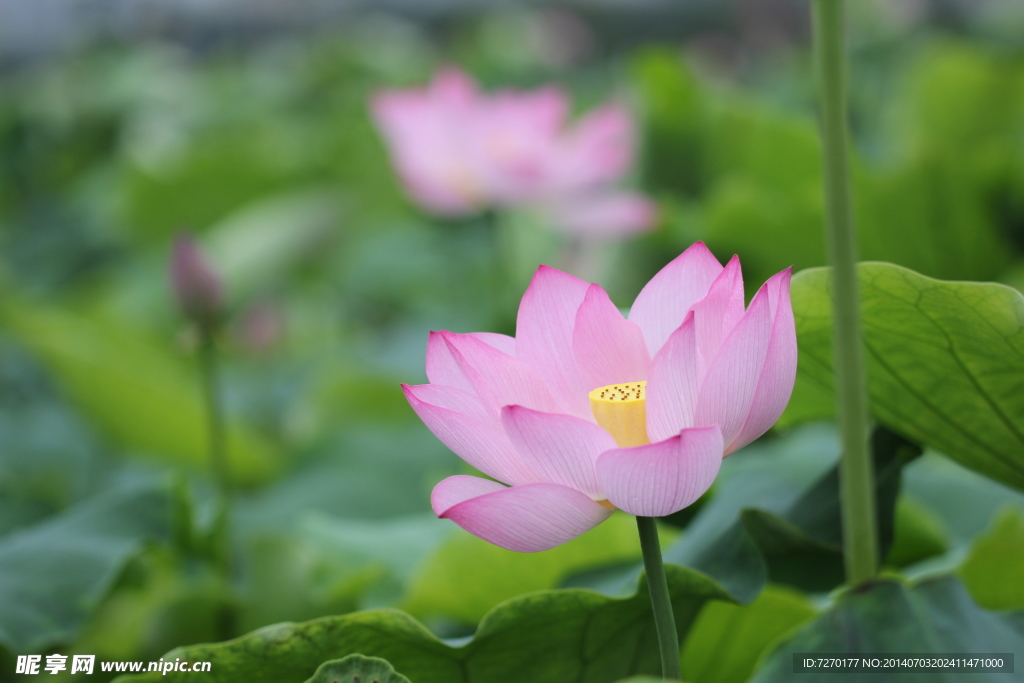 蓮花