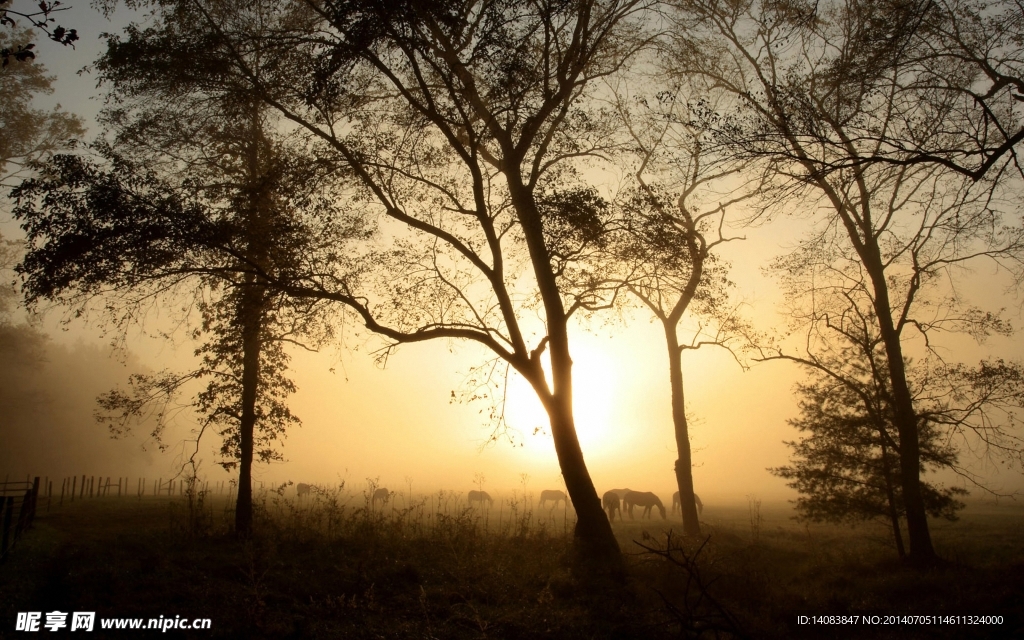 夕陽樹木風景
