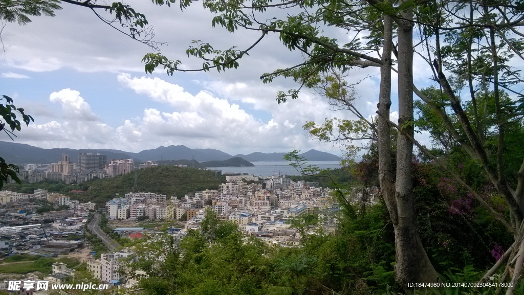 樹