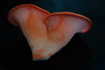 粉嫩诱人的桃红平菇