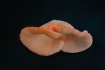 罕见的桃红平菇