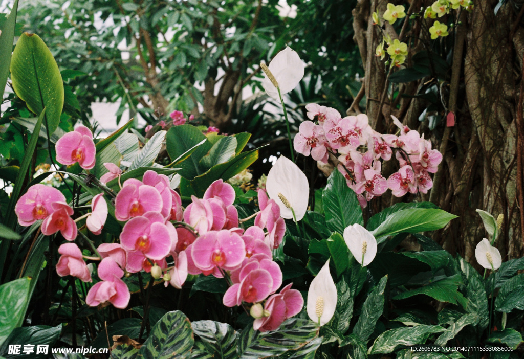 奇花
