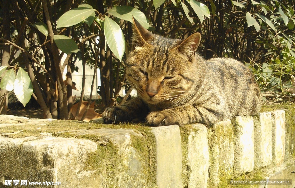 小貓
