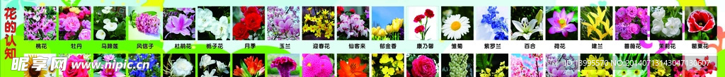 花的認知