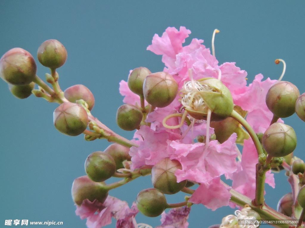 花果