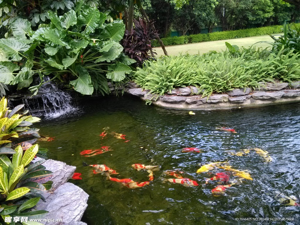 池塘金魚(yú) 金魚(yú)戲水 池
